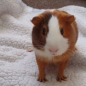 Meet your Posher, Roberto